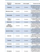 Cuadro comparativo de la estructura celular