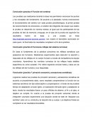 Conclusión (practica 4 Función del cerebro)