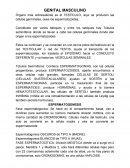 Sistema genital masculino