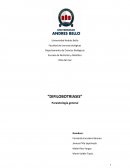 Viña del mar “DIFILOBOTRIASIS”