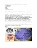 Disposición sustancia gris y blanca de la médula a la altura de C5