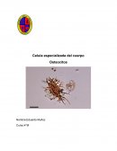 Celula especializada del cuerpo