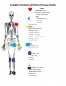 Somatometria ARTICULACIÓN: BISAGRA