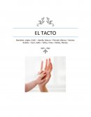 El sentido del tacto es el encargado de la percepción de los estímulos que incluyen el contacto y la presión, los de temperatura y los de dolor.