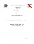 Proceso de germinación de una semilla de girasol