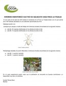 INFORME MONITOREO CULTIVO DE AGUACATE HASS FINCA LA TESALIA