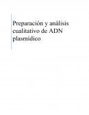 Preparación y análisis cualitativo de ADN plasmídico Preparación y análisis cualitativo de ADN plasmídico