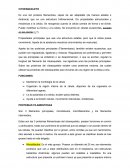 Es una red proteica filamentosa, capaz de ser adaptable (de manera estable o dinámica) que es una estructura tridimensional. Da propiedades estructurales