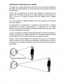 PRINCIPIO DE CONSTANCIA DEL TAMAÑO