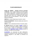 PLANTAS MEDICINALES. HOJAS DE TABACO. AMAPOLA