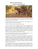 BOSQUES MEDITERRÁNEOS