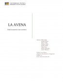 Avena blanca en chile Desde un punto de vista económico