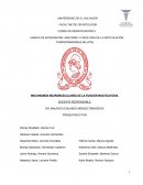 Mecanismo neuromuscular de los musculos de la masticacion