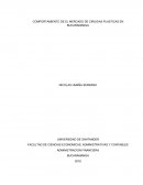 COMPORTAMIENTO DE EL MERCADO DE CIRUGIAS PLASTICAS EN BUCARAMANGA