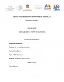 Obtención de cristales de clorofila