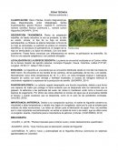 Informe de la Higuerilla