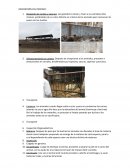 Recepción de cerdos y vacunos