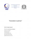 ¿Qué es germinación?