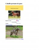 Caballo peruano de paso, adulto y potro