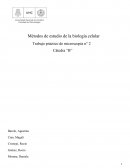 Métodos de estudio de la biología celular Trabajo práctico de microscopía n° 2