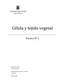 Célula y tejido vegetal Práctica