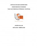DIVISIÓN CELULAR HISTOLOGÍA Y EMBRIOLOGÍA