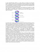 El acido desoxirribonucleico (ADN)
