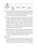 La importancia de criar el ganado Camélido en el municipio de Yunchará