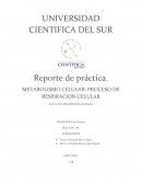 METABOLISMO CELULAR: PROCESO DE RESPIRACION CELULAR