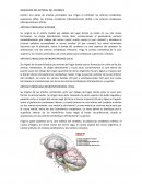 Irrigacion arterial - cerebelo