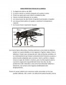 CARACTERÍSTICAS DE LAS MOSCAS