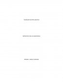 Actores en la cadena de abastecimiento, empresa UNIROYAL