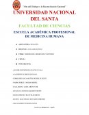 TEMA: TEORÍAS DEL ORIGEN DEL UNIVERSO