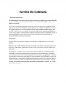 Semilla De Calabaza trasformación