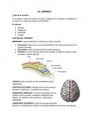 EL CEREBRO (funciones y estructuras básicas)