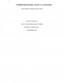 Relación entre axón y sinapsis