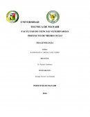 RADIOGRAFÍA CARDIACA DEL PERRO