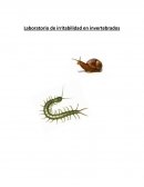 Laboratorio de irritabilidad en invertebrados