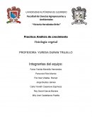 Practica: Análisis de crecimiento