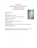 TIEMPO DE REDUCCIÒN DE AZUL DE METILENO