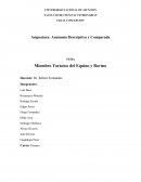 Esqueleto del miembro torácico