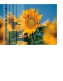 Informe Narcotrafico Secundaria