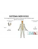 Sistema nervioso para niños