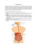 Práctica Aparato Digestivo