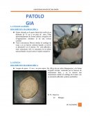 DESCRIPCION MACROSCOPICA