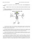 Grafoanálisis examen