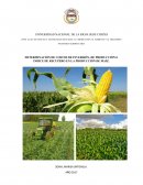 DETERMINACIÓN DE COSTOS DE INVERSIÓN, DE PRODUCCIÓN E INDICE DE RECUPERO EN LA PRODUCCIÓN DE MAÍZ