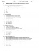 Prueba Magnetismo adultos.