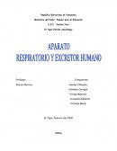 Aparato respiratorio y excretor humano monografia