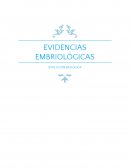 EVIDENCIAS EMBRIOLÓGICAS EVOLUCIÓN BIOLÓGICA